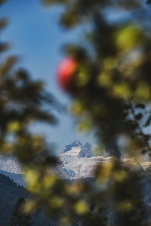 Blick auf dachsteingletscher durch apfelbaum schmiedgut – Gartenlandschaft, Schmiedgut Bad Aussee