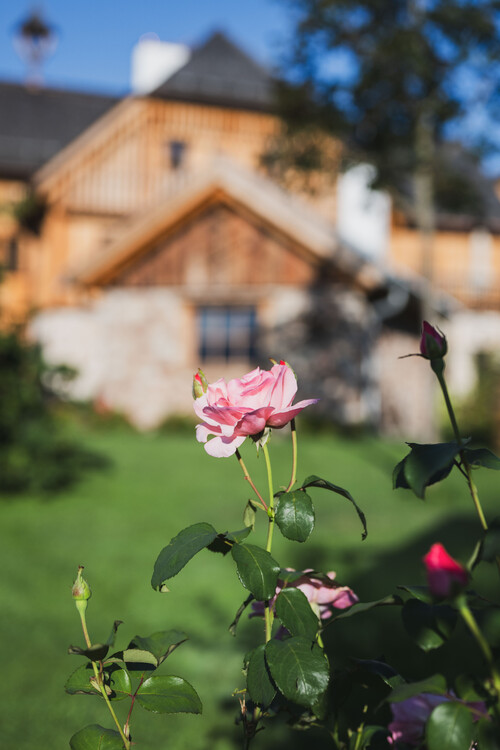 Schmiedgut alte schmiede mit haupthaus garten rose detail – Gartenlandschaft, Schmiedgut Bad Aussee