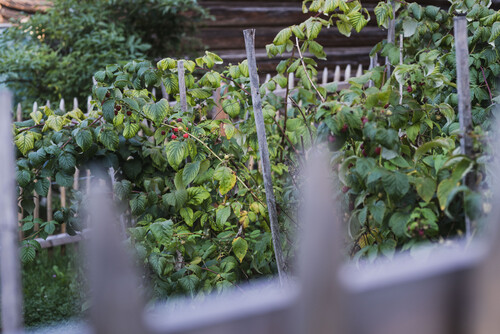 Schmiedgut naschgarten reife himbeeren – Gartenlandschaft, Schmiedgut Bad Aussee