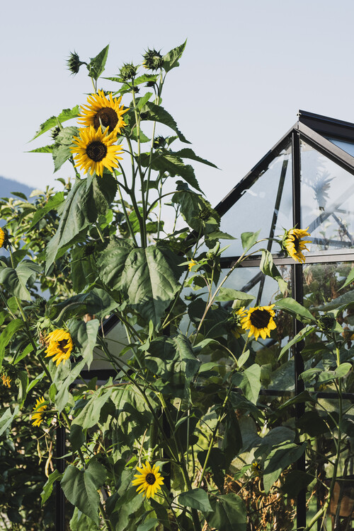 Sonnenblume vor gew%c3%a4chshaus schmiedgut – Gartenlandschaft, Schmiedgut Bad Aussee