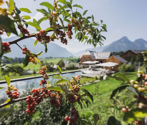 Sommerurlaub mit pool gartenoase schmiedgut ausseerland salzkmmergut detail – Geschichten vom Schmiedgut, Schmiedgut Bad Aussee