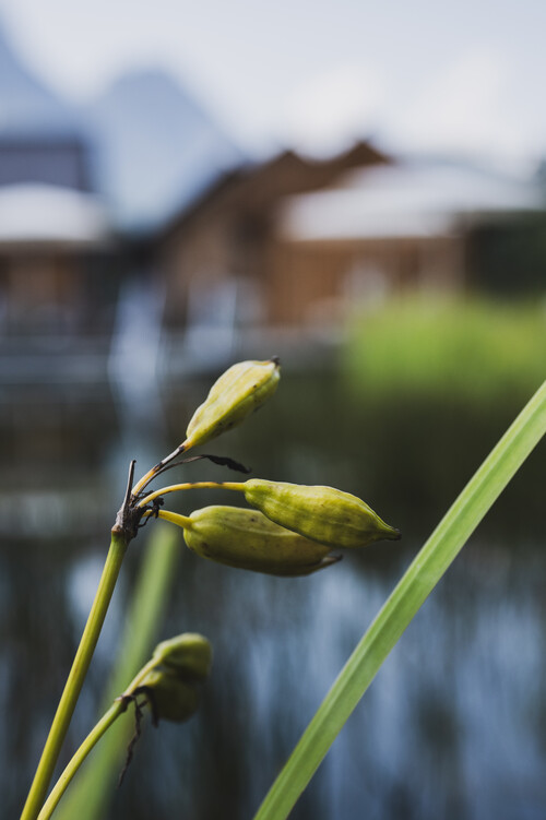 Naturschwimmteich schilf bepflanzung schmiedgut – Gartenlandschaft, Schmiedgut Bad Aussee