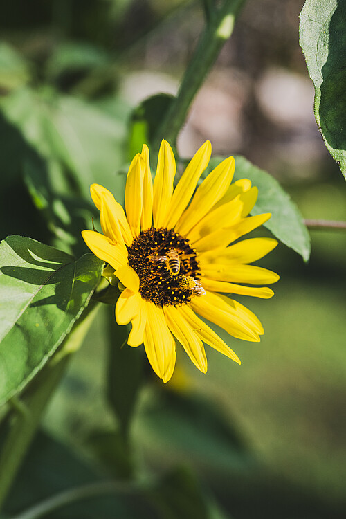 Schmiedgut naturgarten sonnenblume mit bienen – Gartenlandschaft, Schmiedgut Bad Aussee
