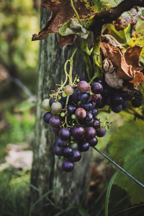 Schmiedgut gartenherbst weintrauben mit weinlaub – Gartenlandschaft, Schmiedgut Bad Aussee