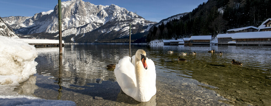 C tvb ausseerland salzkammergut tom lamm 13 – Winterurlaub im Ausseerland, Schmiedgut Bad Aussee