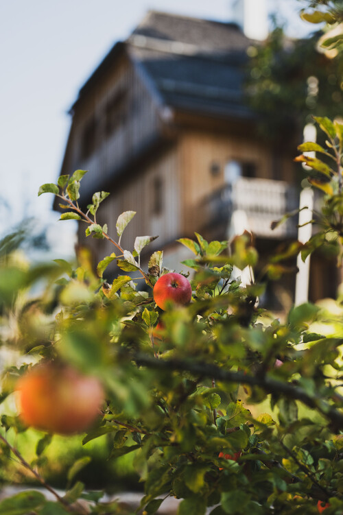 Apfelbaum vor dem haupthaus im sonnenlicht schmiedgut – Gartenlandschaft, Schmiedgut Bad Aussee