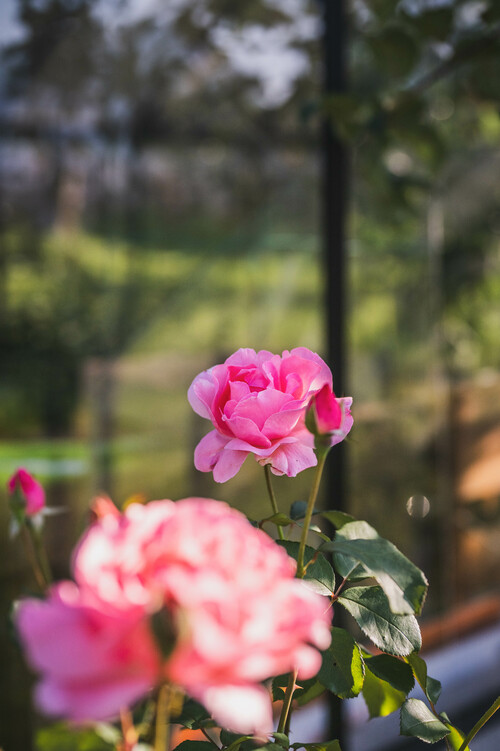 Schmiedgut blumengarten rosa rose – Gartenlandschaft, Schmiedgut Bad Aussee