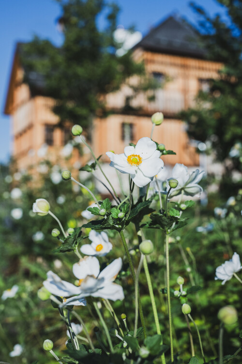 Schmiedgut bluehende blumen detail – Gartenlandschaft, Schmiedgut Bad Aussee