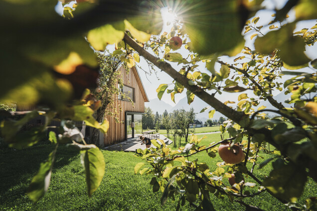 Schmiedgut waldundwiese sonnenstrahlen blick durch apfelbaum – Workation, Schmiedgut Bad Aussee