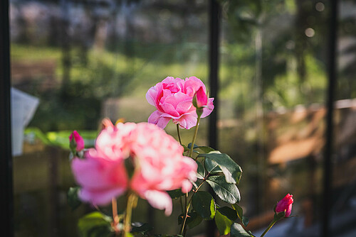 Schmiedgut blumengarten rosa rose – Sommer, Schmiedgut Bad Aussee